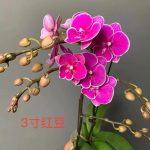 WhatsApp Image 2024-12-26 at 11.58.21 (2)